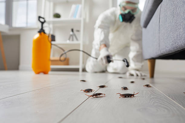 Commercial Kitchen Cockroach Control in Massillon
